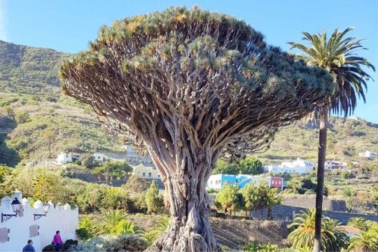 Ticket to Parque del Drago in Tenerife
