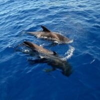 Holiday & Seasonal Tours