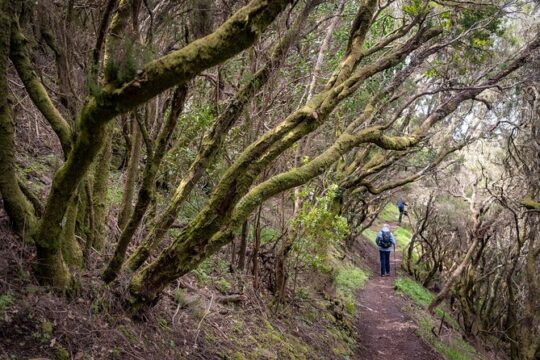 Discover Tenerife Anaga Reserve on Foot