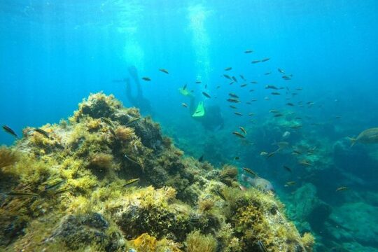 Scuba Diving in Turtle and Ray Area