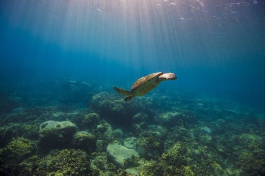 Snorkeling Adventure by Boat