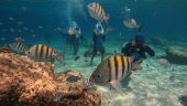 Sea trek for non swimmers