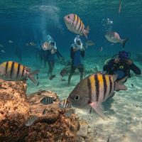 Scuba Diving