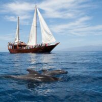 Sailing Trips