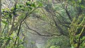 Very nice tour through a jungle