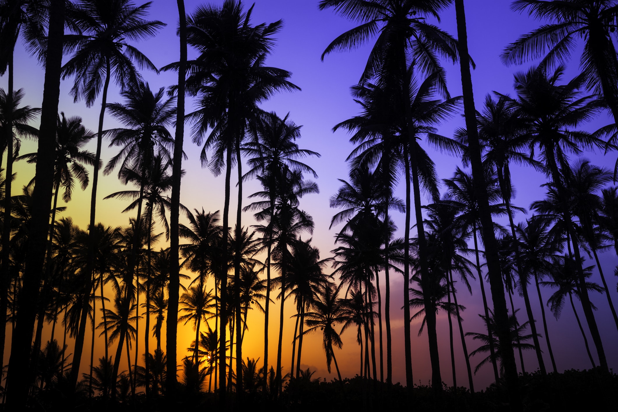 Colorful-tropical-coconut-trees-at-sunrise-171584929_2125x1416